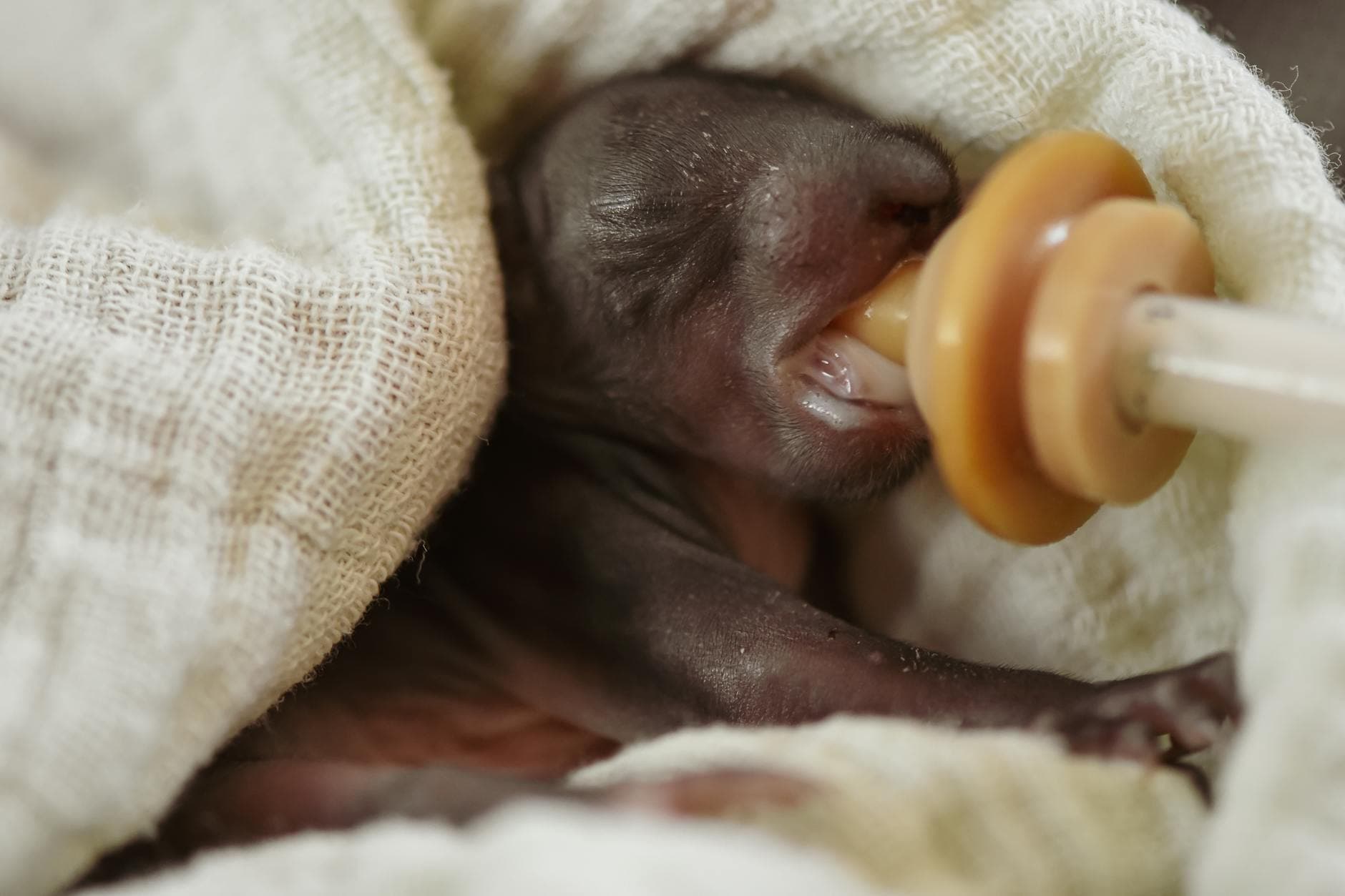 Close-up of a newborn squirrel feeding from a pacifier, wrapped in linen.