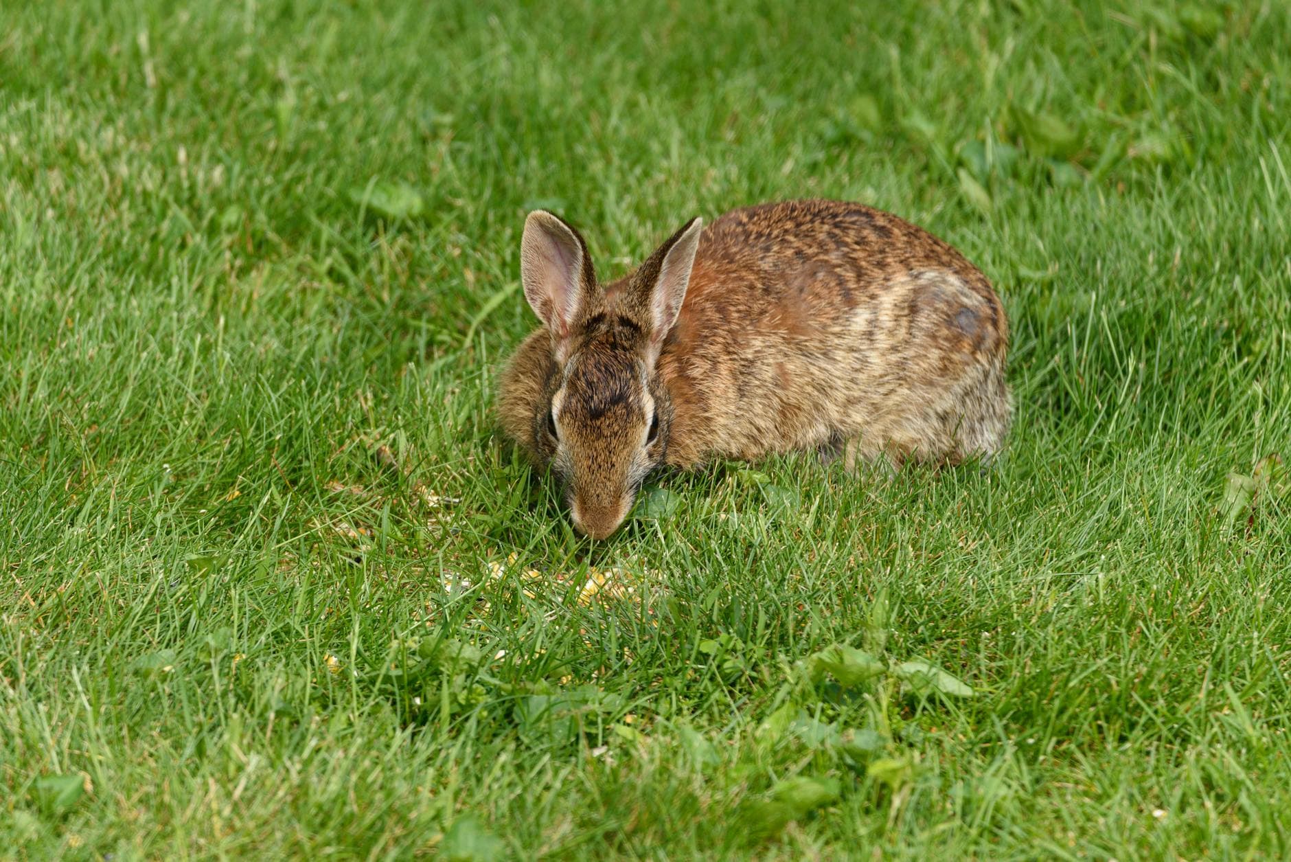 Close-up of a wild rabbit feeding on a lush green grass field