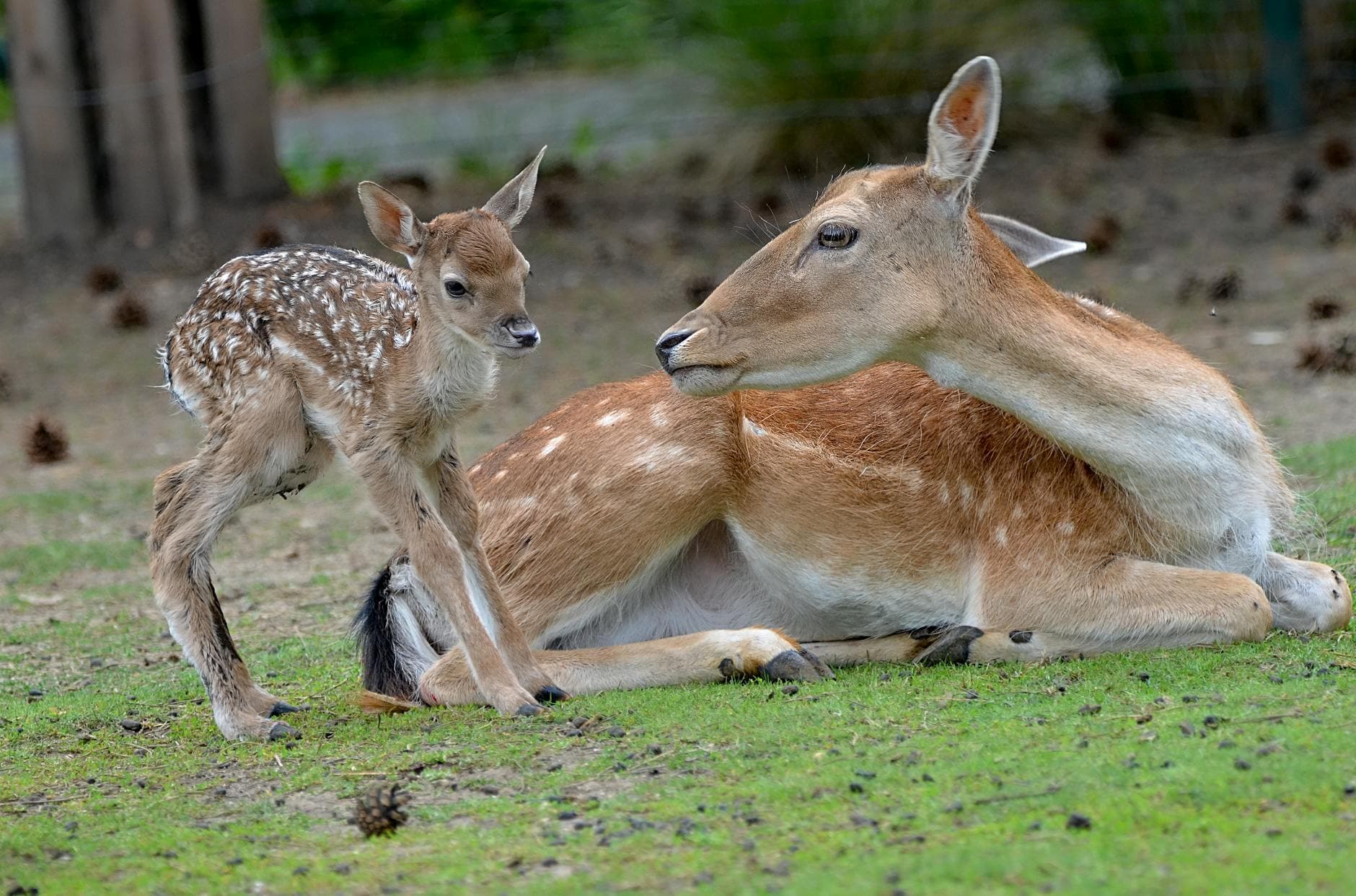A mother deer and her fawn resting in a serene outdoor setting, showcasing wildlife beauty.
