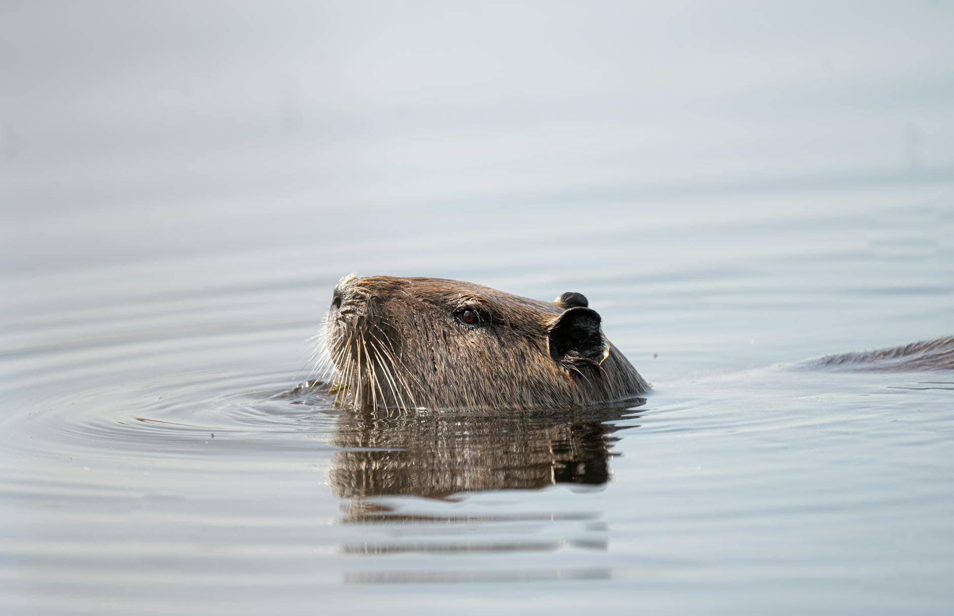 A coypu (Myocastor coypus) swims in a tranquil lake, showcasing its natural habitat.