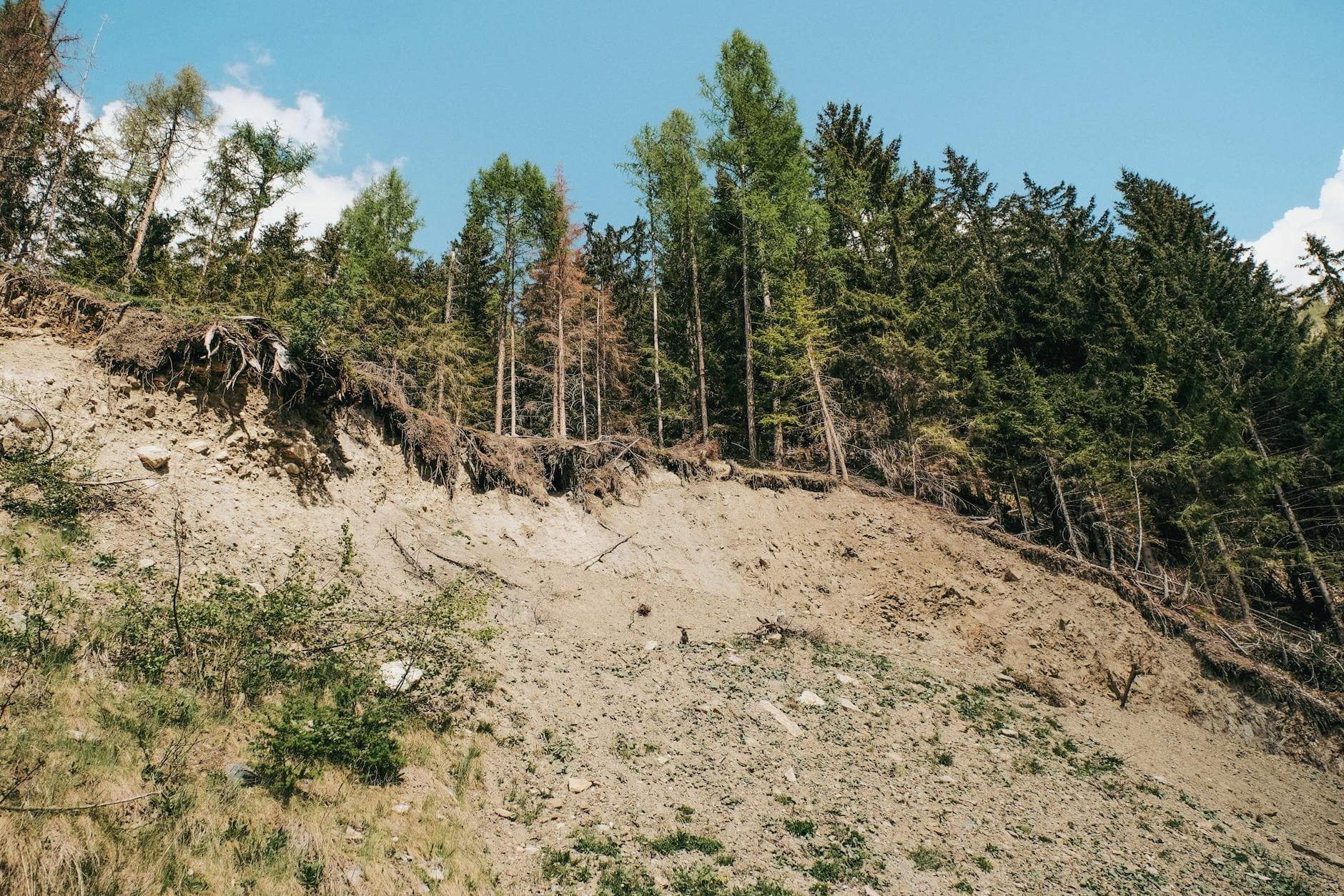 An exposed hillside with tree roots reveals significant erosion effects against a clear sky.