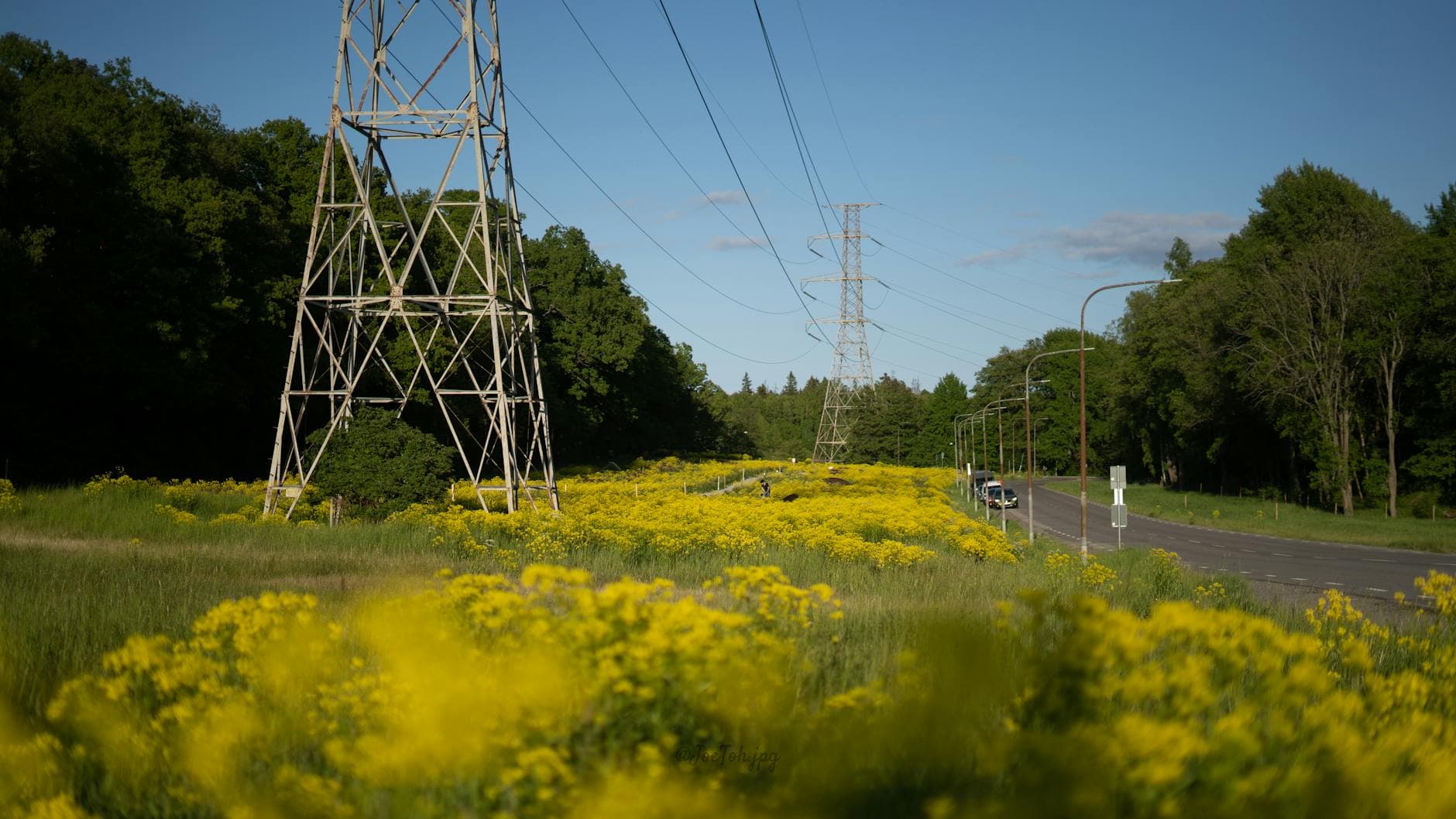 Peaceful rural scene in Stockholm featuring power lines, trees, and yellow wildflowers under a blue sky.