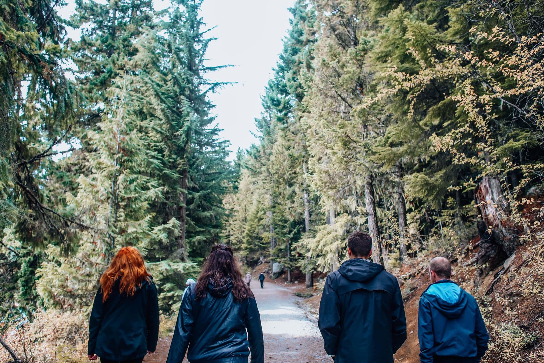 A group of people hiking through a serene forest trail surrounded by lush greenery.