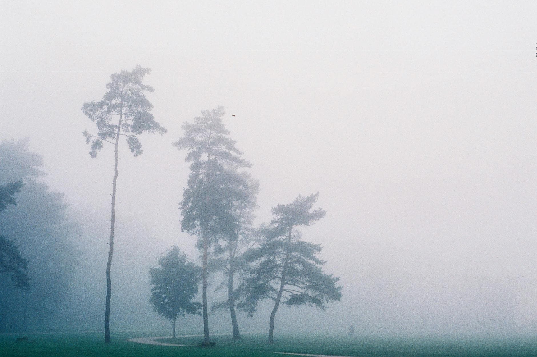 Serene view of trees in a misty and foggy morning landscape, creating a tranquil atmosphere.