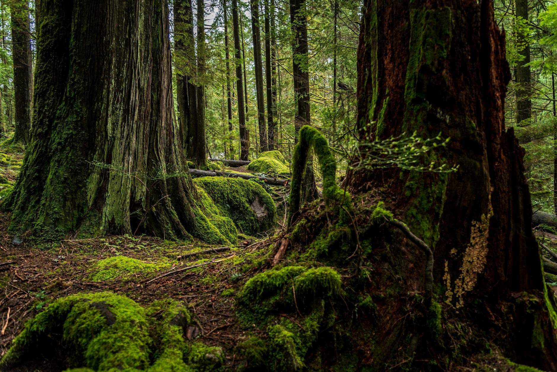 Explore the serene moss-covered trees of North Vancouver's dense forest landscape.
