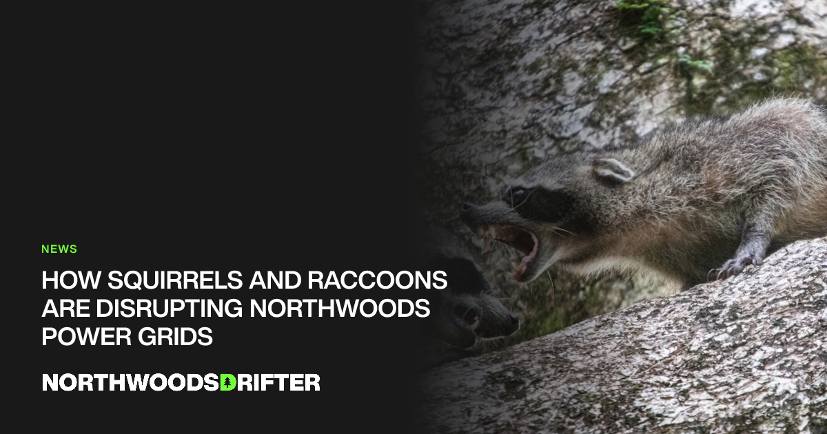 How Squirrels and Raccoons Are Disrupting Northwoods Power Grids ...